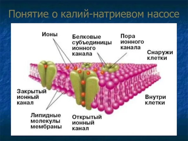 Понятие о калий-натриевом насосе Ионные каналы подразделяются на: 1. Ионоселективные –