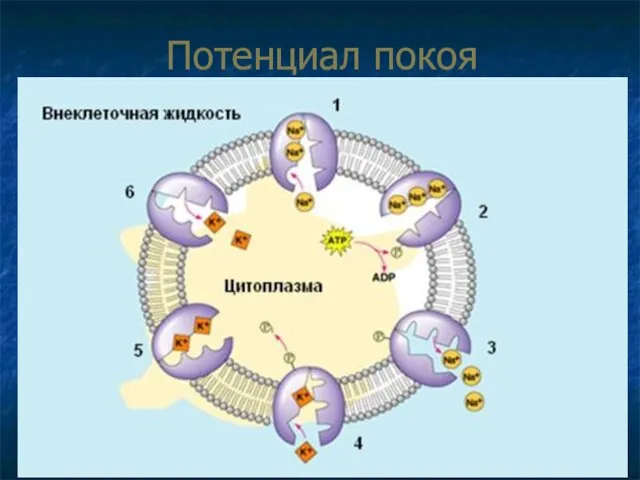 Потенциал покоя В состоянии покоя за счёт работы калий-натриевого насоса из