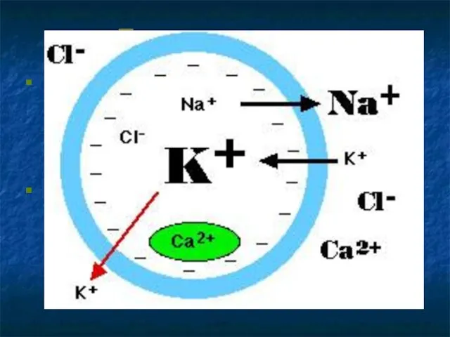 Потенциал покоя Соответственно физическим законам осмоса, ионы Na+ стремятся войти внутрь