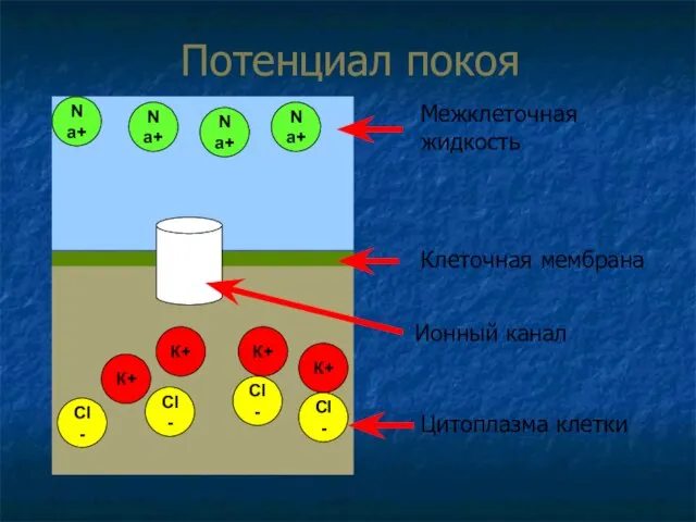 Потенциал покоя Межклеточная жидкость Цитоплазма клетки Клеточная мембрана Ионный канал К+