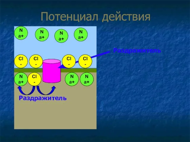 Потенциал действия К+ К+ К+ К+ CI- CI- CI- CI- Na+