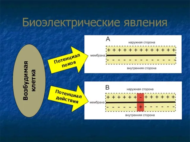 Биоэлектрические явления Возбудимая клетка Потенциал покоя Потенциал действия