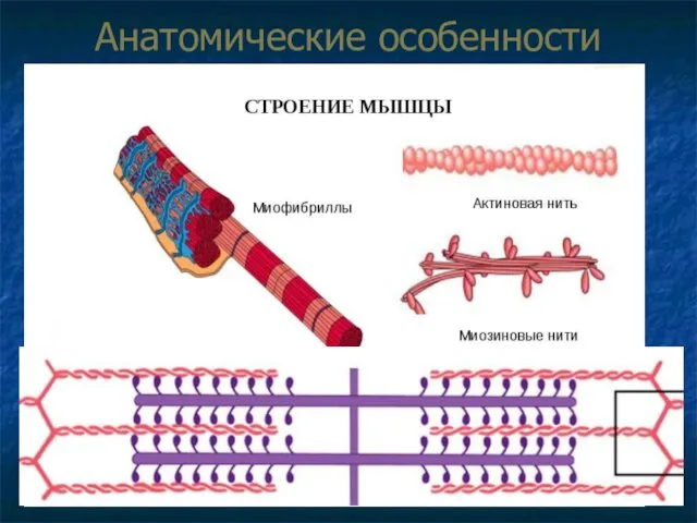 Анатомические особенности мышечных волокон Главная особенность – наличие специальных органелл, обеспечивающих