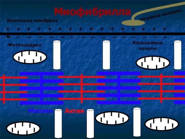 Миофибрилла Миозин Актин Митохондрия Кальциевые каналы Клеточная мембрана + + +