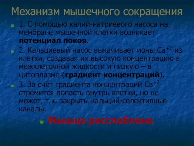 Механизм мышечного сокращения 1. С помощью калий-натриевого насоса на мембране мышечной