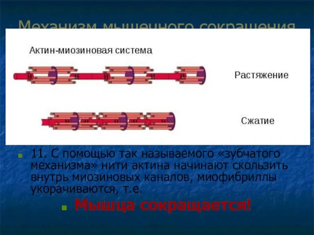 Механизм мышечного сокращения 8. Ионы Са+2 проникают внутрь клетки и по