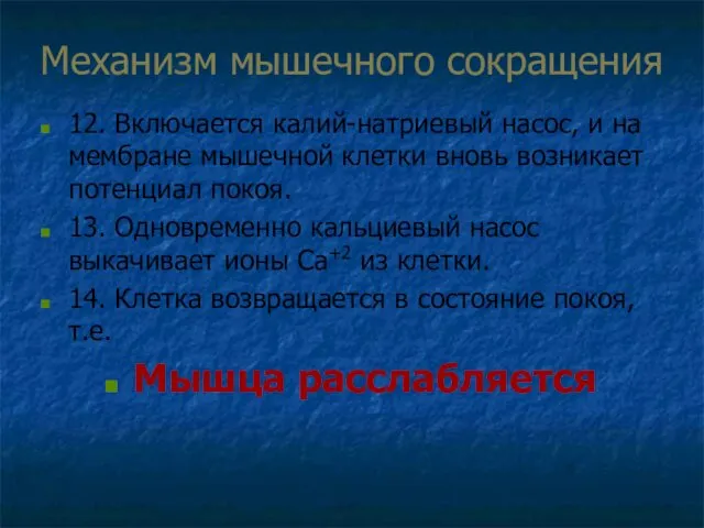 Механизм мышечного сокращения 12. Включается калий-натриевый насос, и на мембране мышечной