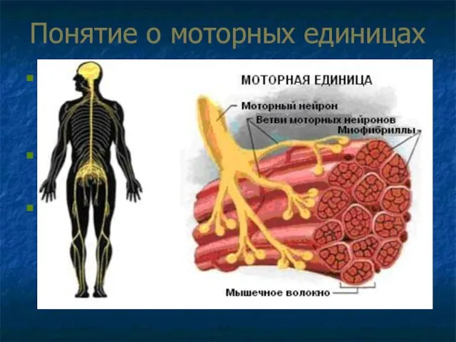 Понятие о моторных единицах Во всех скелетных мышцах организма насчитывается около