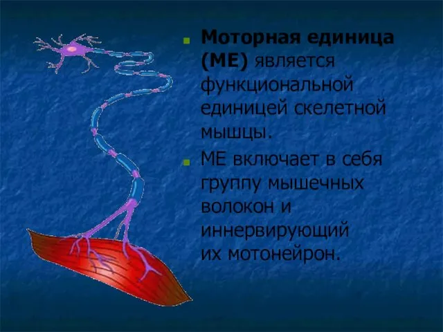 Моторная единица (МЕ) является функциональной единицей скелетной мышцы. МЕ включает в