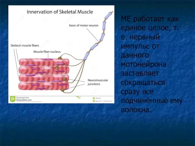 МЕ работает как единое целое, т.е. нервный импульс от данного мотонейрона
