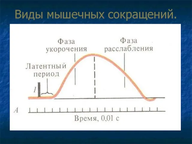 Виды мышечных сокращений. Для скелетной мышцы характерны два вида сокращений: 1.