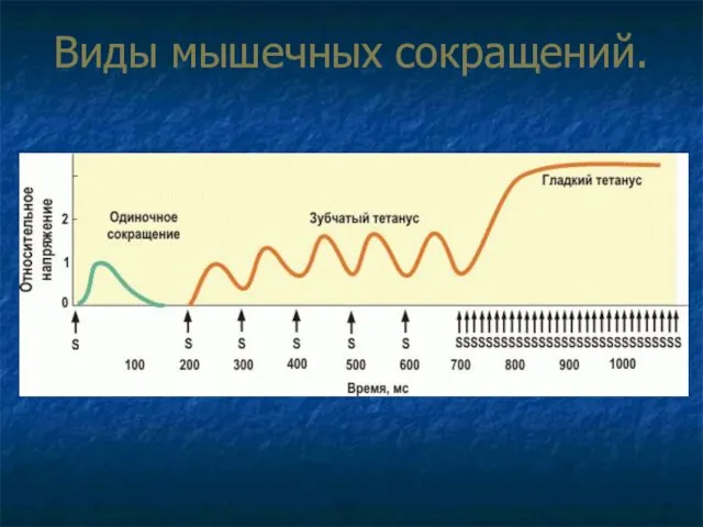 Виды мышечных сокращений.