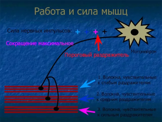 Работа и сила мышц 1. Волокна, чувствительные к слабым раздражителям 2.