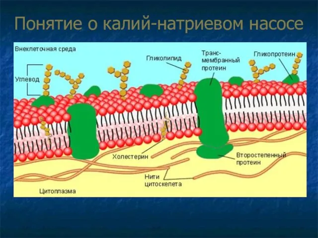 Понятие о калий-натриевом насосе Клеточная мембрана окружает каждую клетку, отделяет ее