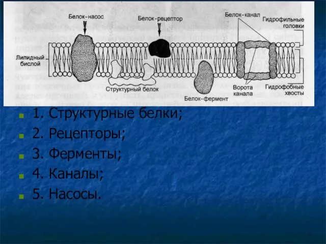 Понятие о калий-натриевом насосе Белки имеют разное строение и положение на