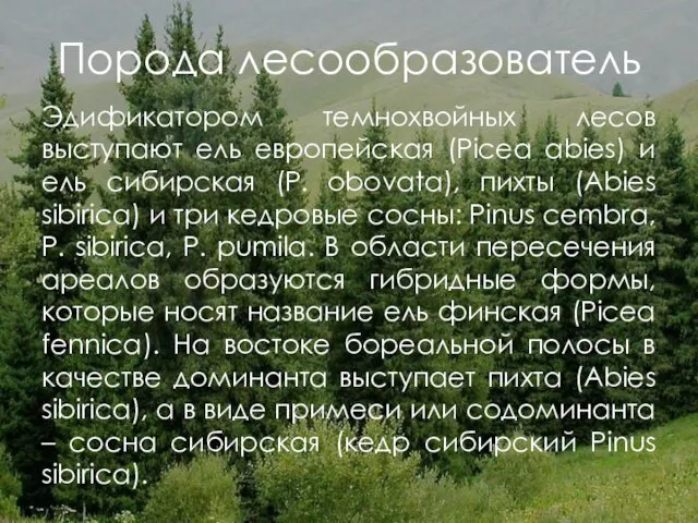 Порода лесообразователь Эдификатором темнохвойных лесов выступают ель европейская (Picea abies) и