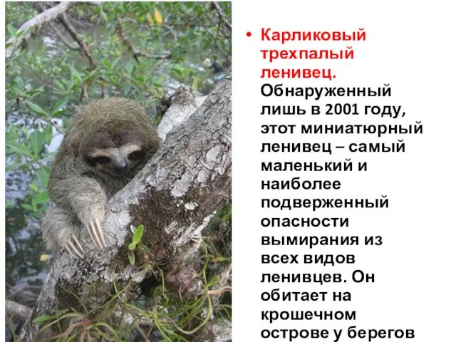 Карликовый трехпалый ленивец. Обнаруженный лишь в 2001 году, этот миниатюрный ленивец