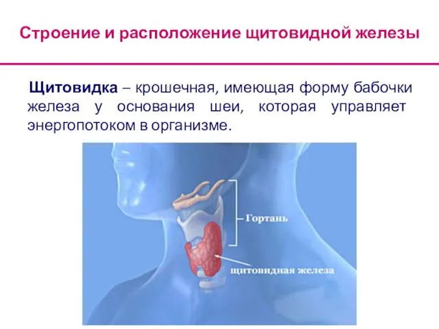 Строение и расположение щитовидной железы Щитовидка – крошечная, имеющая форму бабочки