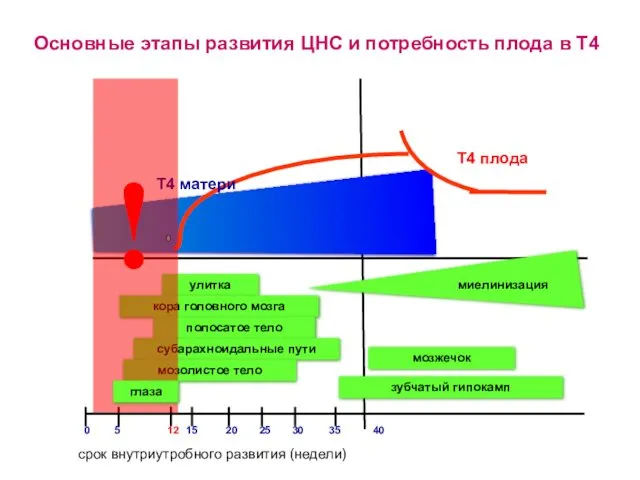 Основные этапы развития ЦНС и потребность плода в Т4 Т4 плода