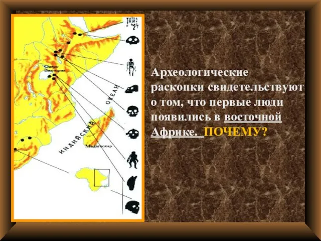 Археологические раскопки свидетельствуют о том, что первые люди появились в восточной Африке. ПОЧЕМУ?