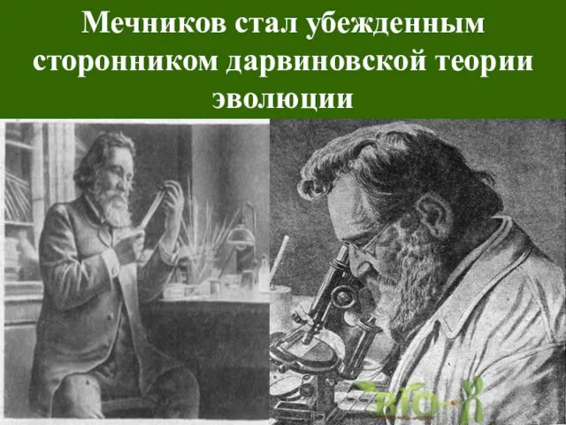 Мечников стал убежденным сторонником дарвиновской теории эволюции