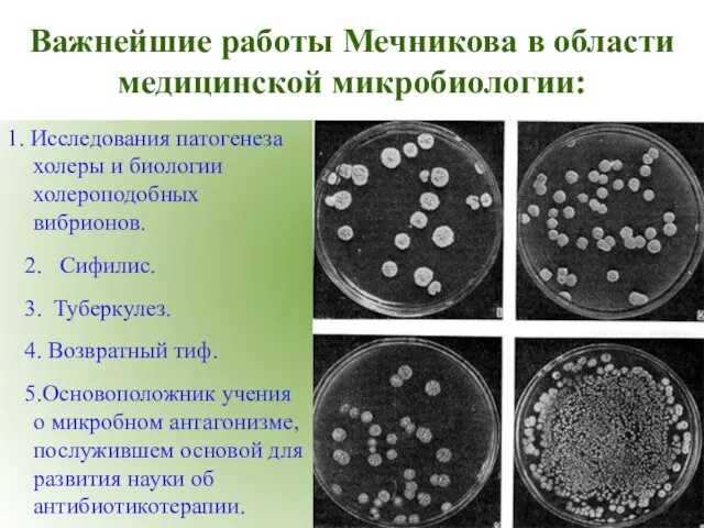Важнейшие работы Мечникова в области медицинской микробиологии: 1. Исследования патогенеза холеры
