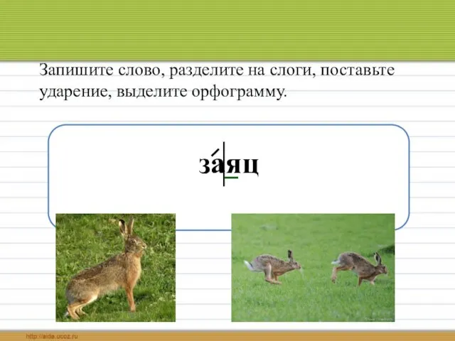 Запишите слово, разделите на слоги, поставьте ударение, выделите орфограмму. заяц