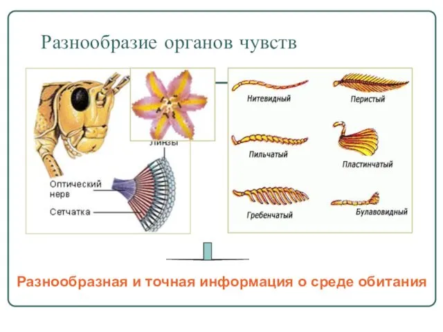 Разнообразие органов чувств Разнообразная и точная информация о среде обитания