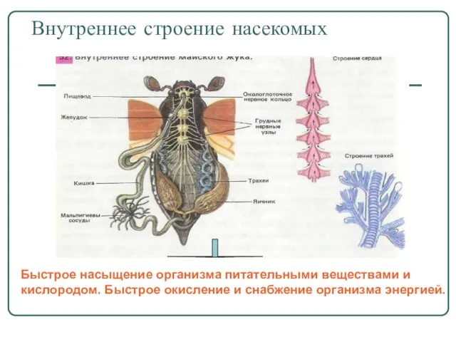 Внутреннее строение насекомых Быстрое насыщение организма питательными веществами и кислородом. Быстрое окисление и снабжение организма энергией.