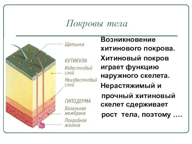 Покровы тела Возникновение хитинового покрова. Хитиновый покров играет функцию наружного скелета.