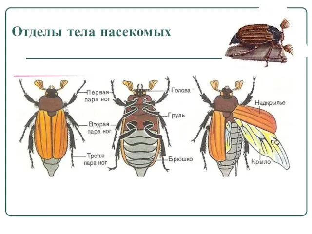 Отделы тела насекомых