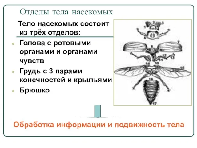 Отделы тела насекомых Тело насекомых состоит из трёх отделов: Голова с