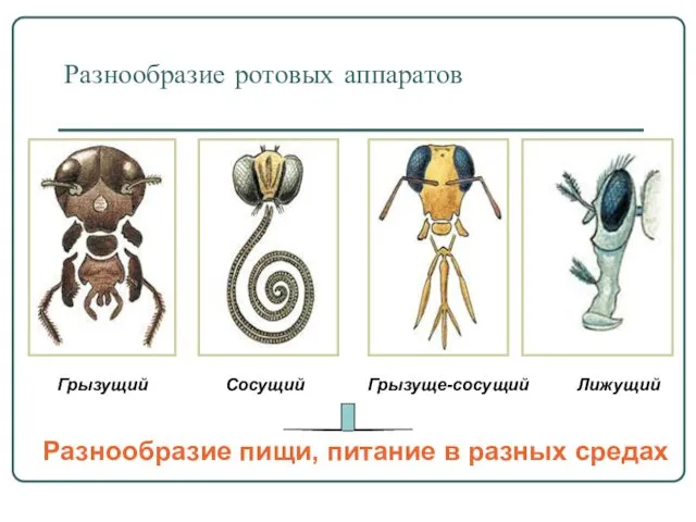 Разнообразие ротовых аппаратов Грызущий Сосущий Грызуще-сосущий Лижущий Разнообразие пищи, питание в разных средах