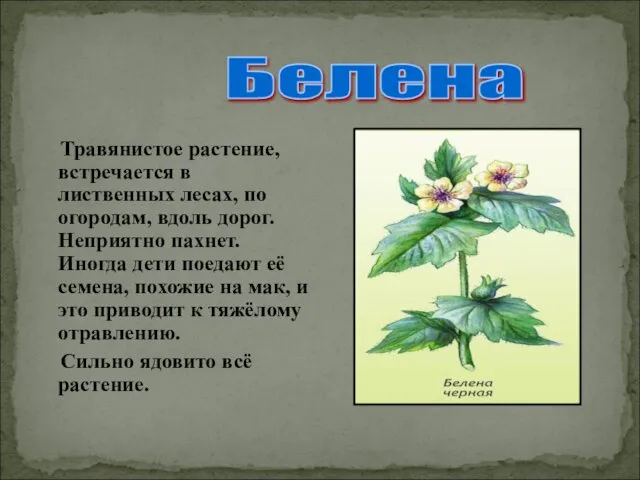 Травянистое растение, встречается в лиственных лесах, по огородам, вдоль дорог. Неприятно