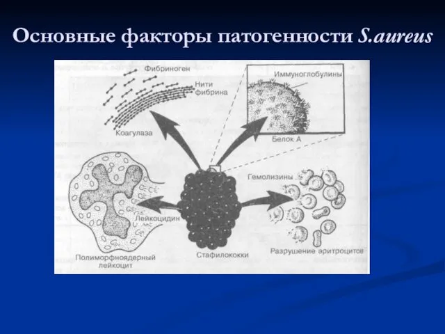 Основные факторы патогенности S.aureus