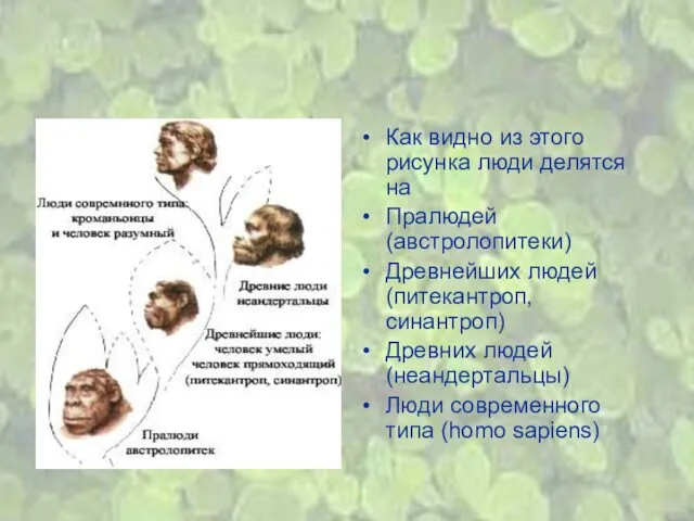 Как видно из этого рисунка люди делятся на Пралюдей (австролопитеки) Древнейших