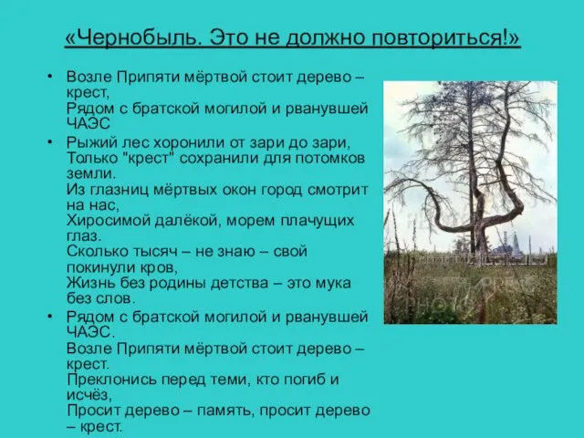 «Чернобыль. Это не должно повториться!» Возле Припяти мёртвой стоит дерево –