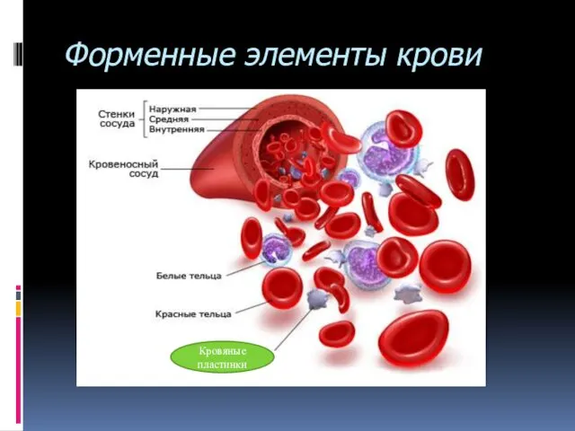 Форменные элементы крови Кровяные пластинки