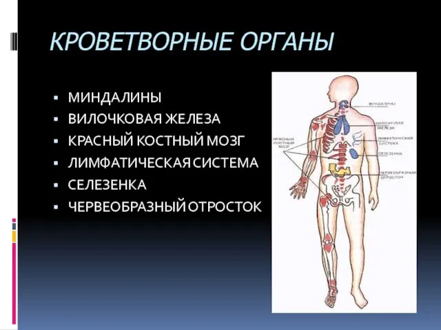 КРОВЕТВОРНЫЕ ОРГАНЫ МИНДАЛИНЫ ВИЛОЧКОВАЯ ЖЕЛЕЗА КРАСНЫЙ КОСТНЫЙ МОЗГ ЛИМФАТИЧЕСКАЯ СИСТЕМА СЕЛЕЗЕНКА ЧЕРВЕОБРАЗНЫЙ ОТРОСТОК