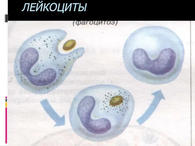 ЛЕЙКОЦИТЫ