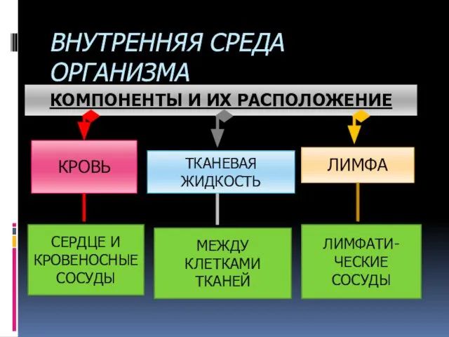 ВНУТРЕННЯЯ СРЕДА ОРГАНИЗМА КОМПОНЕНТЫ И ИХ РАСПОЛОЖЕНИЕ КРОВЬ ТКАНЕВАЯ ЖИДКОСТЬ ЛИМФА