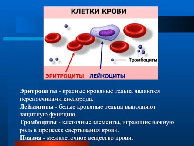 Эритроциты - красные кровяные тельца являются переносчиками кислорода. Лейкоциты - белые