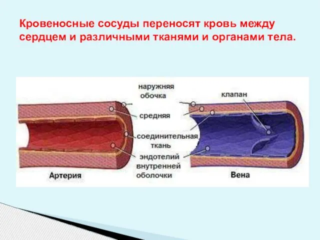 Кровеносные сосуды переносят кровь между сердцем и различными тканями и органами тела.