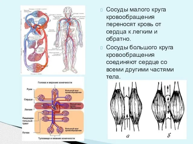 Сосуды малого круга кровообращения переносят кровь от сердца к легким и