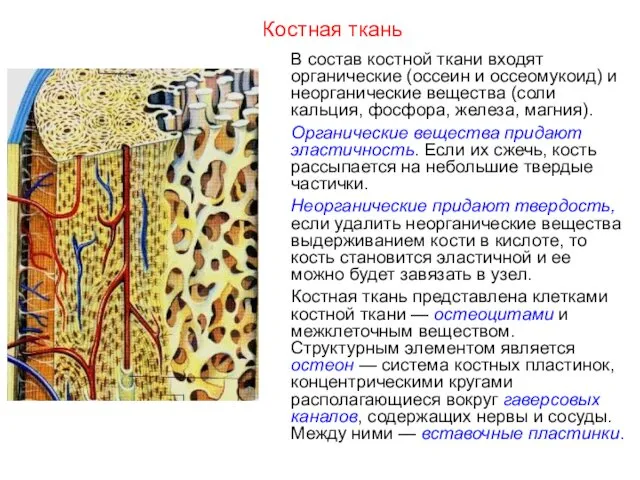 Костная ткань В состав костной ткани входят органические (оссеин и оссеомукоид)