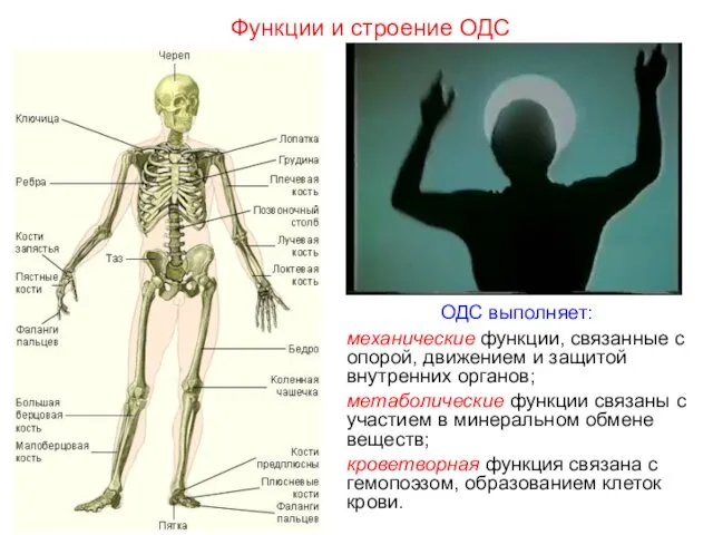 ОДС выполняет: механические функции, связанные с опорой, движением и защитой внутренних