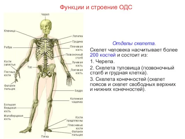 Отделы скелета. Скелет человека насчитывает более 200 костей и состоит из: