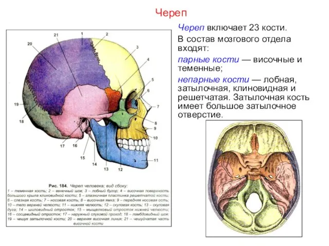 Череп включает 23 кости. В состав мозгового отдела входят: парные кости