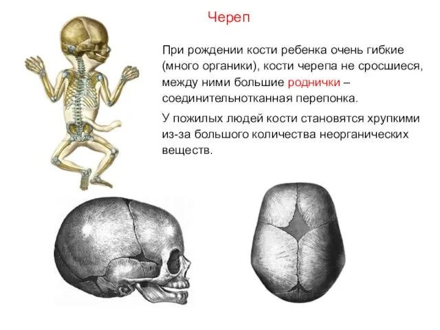 При рождении кости ребенка очень гибкие (много органики), кости черепа не