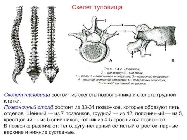 Скелет туловища состоит из скелета позвоночника и скелета грудной клетки. Позвоночный
